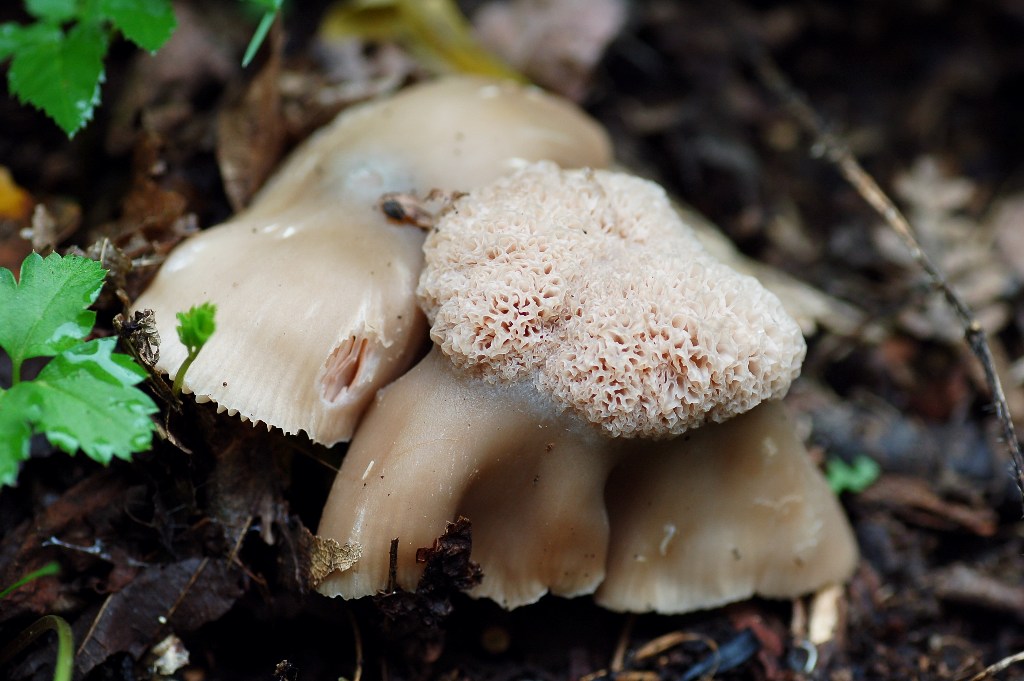 Entoloma sp. con stranezza annessa.